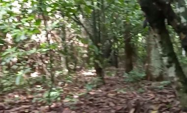 4 Ha para inversión