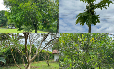 Casa campestre con amplio terreno en cumaral
