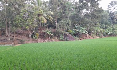 Rumah Villa 7634 m2 Sawah Kebun Manggis dan Durian Dijual Murah
