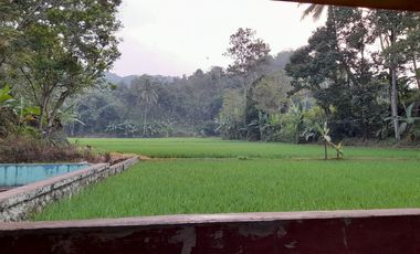 Rumah Villa 7634 m2 Sawah Kebun Manggis dan Durian Dijual Murah