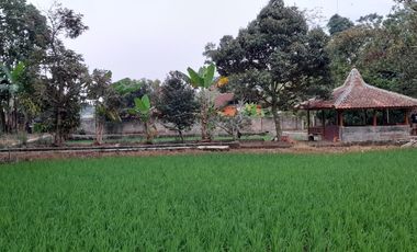 Rumah Villa 7634 m2 Sawah Kebun Manggis dan Durian Dijual Murah