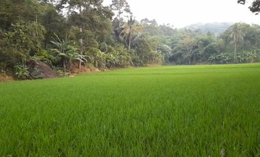 Rumah Villa 7634 m2 Sawah Kebun Manggis dan Durian Dijual Murah