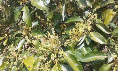 De Venta finca de  2 hectáreas con 6000 mts2 de terreno con agua de riego