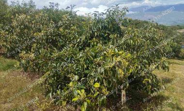 De Venta finca de  2 hectáreas con 6000 mts2 de terreno con agua de riego