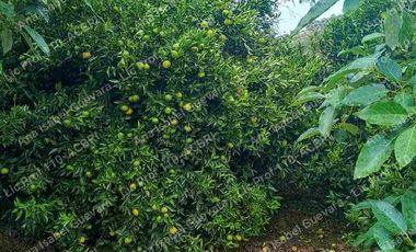 De Venta finca de  2 hectáreas con 6000 mts2 de terreno con agua de riego