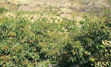 De Venta finca de  2 hectáreas con 6000 mts2 de terreno con agua de riego