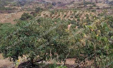 De Venta finca de  2 hectáreas con 6000 mts2 de terreno con agua de riego