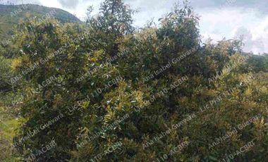 De Venta finca de  2 hectáreas con 6000 mts2 de terreno con agua de riego