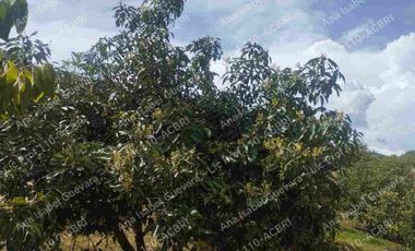 De Venta finca de  2 hectáreas con 6000 mts2 de terreno con agua de riego