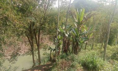 Tanah tegalan produktif samping kali Bolong plus tanaman sengon