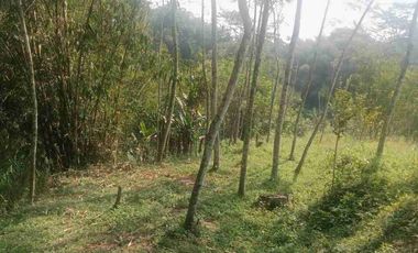 Tanah tegalan produktif samping kali Bolong plus tanaman sengon