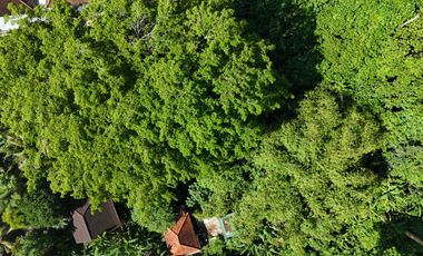 Land For Lease In Central Ubud
