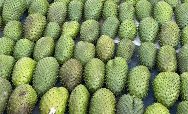 FINCA EN VENTA CON PRODUCCION DE GUANABANA, Y CUPO PARA ENTREGA DE PRODUCTO