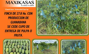 FINCA EN VENTA CON PRODUCCION DE GUANABANA, Y CUPO PARA ENTREGA DE PRODUCTO