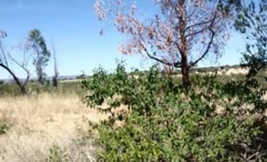 RENTA DE TERRENO EN JUVENTINO ROSAS CON UNA SUPERFICIE DE: 500 HECTAREAS