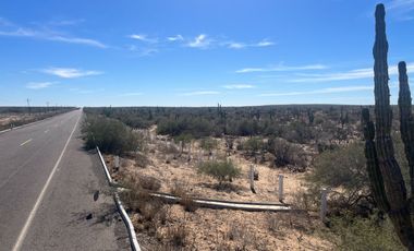 El Mezquite de Don Dominguez km 43, Comondu