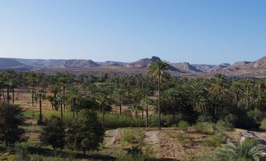 El Mezquite de Don Dominguez km 43, Comondu