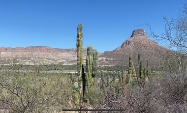 El Mezquite de Don Dominguez km 43, Comondu
