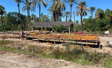 El Mezquite de Don Dominguez km 43, Comondu