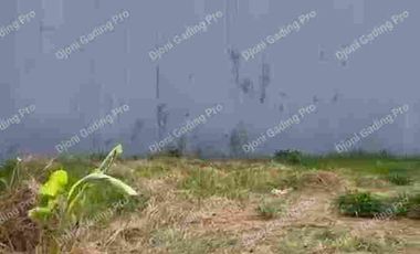 Disewakan Kavling di Sunter Papanggo lingkungan asri