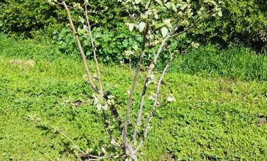 Venta de hermosa parcela con casa en Curacaví