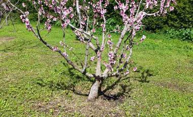 Venta de hermosa parcela con casa en Curacaví