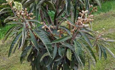 Venta de hermosa parcela con casa en Curacaví