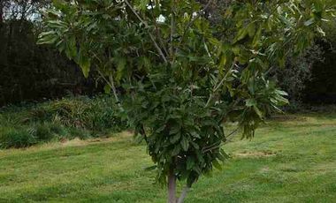 Venta de hermosa parcela con casa en Curacaví