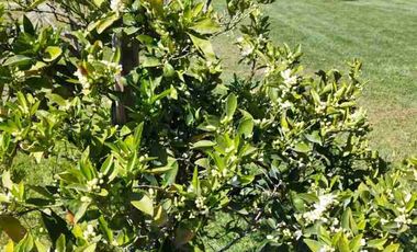 Venta de hermosa parcela con casa en Curacaví