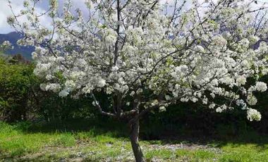 Venta de hermosa parcela con casa en Curacaví