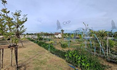 House and land, Baan Suan Mai Ngam Project, Khlong 15, with mixed garden, sprinkler system, have water and electricity.