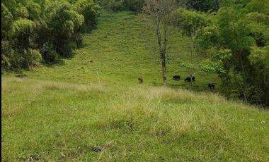 fina de 40.000m2 en la vereda Planadas a 15 mins de pereira
