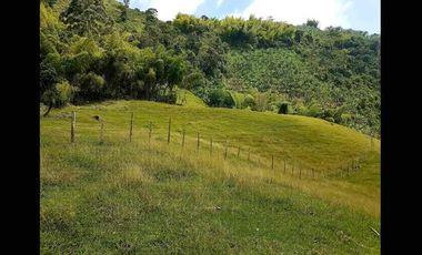fina de 40.000m2 en la vereda Planadas a 15 mins de pereira
