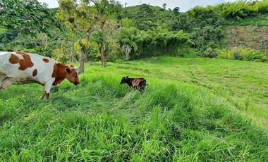fina de 40.000m2 en la vereda Planadas a 15 mins de pereira