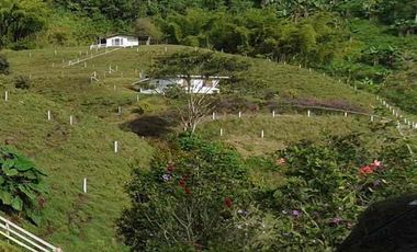 fina de 40.000m2 en la vereda Planadas a 15 mins de pereira