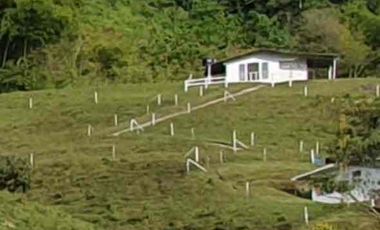 fina de 40.000m2 en la vereda Planadas a 15 mins de pereira