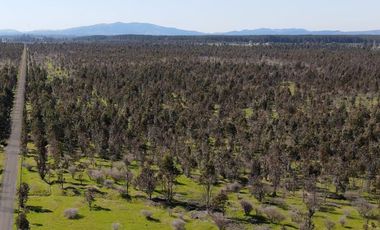 Rematamos Parcelas Planas En Chillan, San Nicolás, Portezuelo