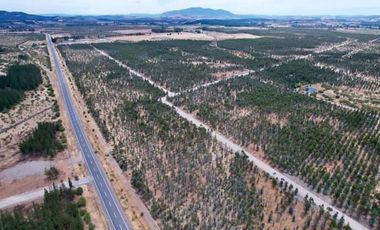 Rematamos Parcelas Planas En Chillan, San Nicolás, Portezuelo