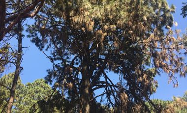 Excelente terreno en fraccionamiento Del Bosque