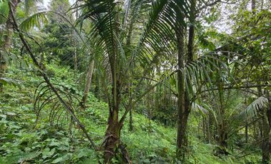 Dijual tanah los sungai bebatuan di tabanan bali