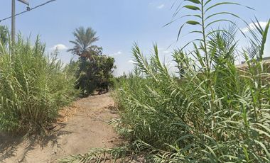 VENTA DE TERRENO AGRICOLA-FUNDO CARHUAYO-ICA