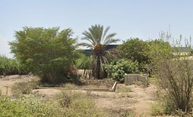 VENTA DE TERRENO AGRICOLA-FUNDO CARHUAYO-ICA