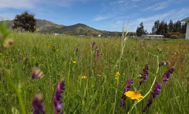 Se vende Parcela con casa en Pumanque