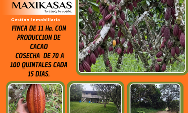 FINCA CACAOTERA