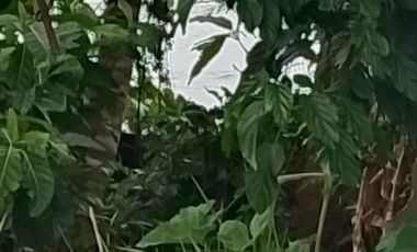 Disewakan tanah los pantai di tabanan bali pinggir jalan utama denpasar gilimanuk