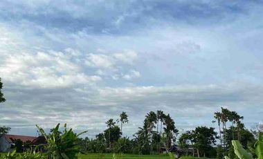 BANTAS RICE VIEW