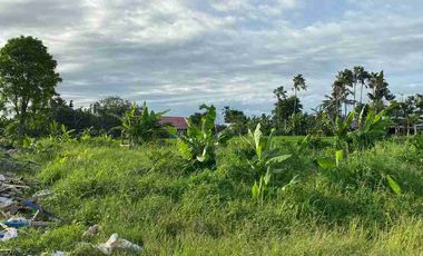 BANTAS RICE VIEW