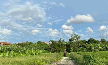 BANTAS RICE VIEW