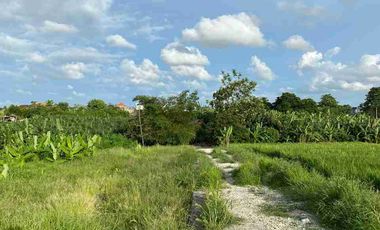 BANTAS RICE VIEW