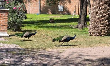 Venta de Terreno Campestre con excelente ubicación